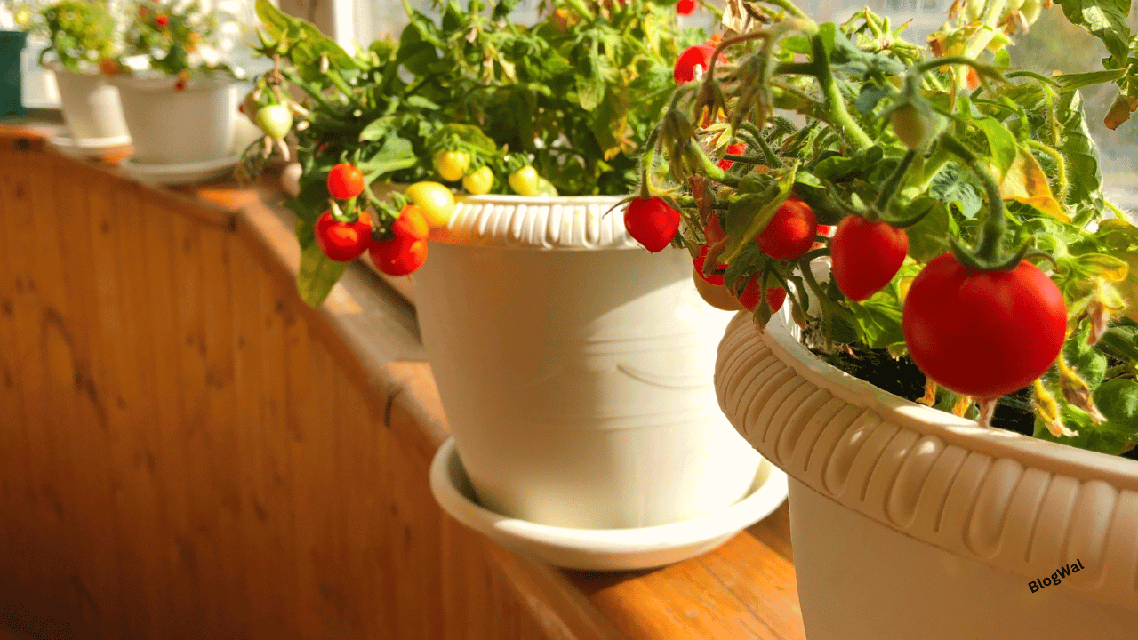 Balcony Vegetable Garden