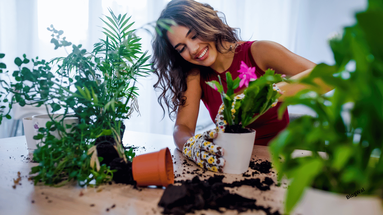 Indoor plant care