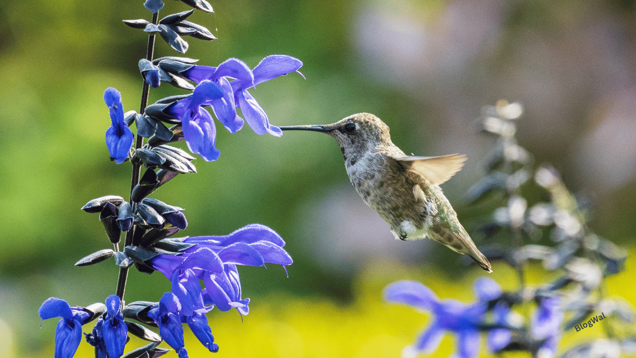 PollinatorGarden