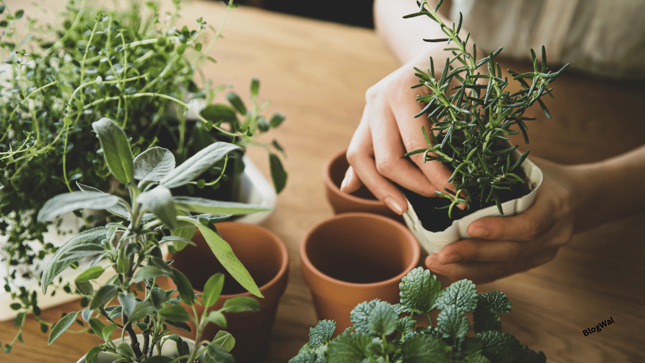 Indoor plant problems