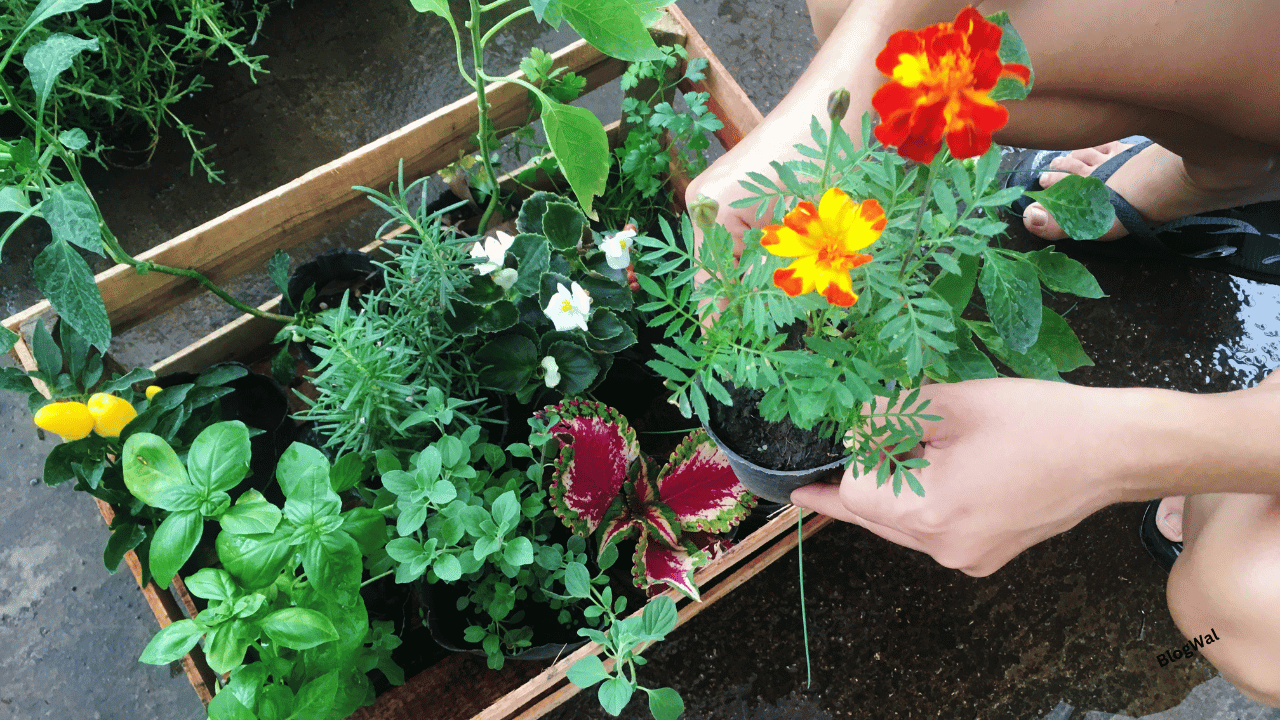 SmallSpaceGardening